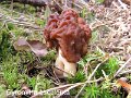 Gyromitra esculenta-amf853
